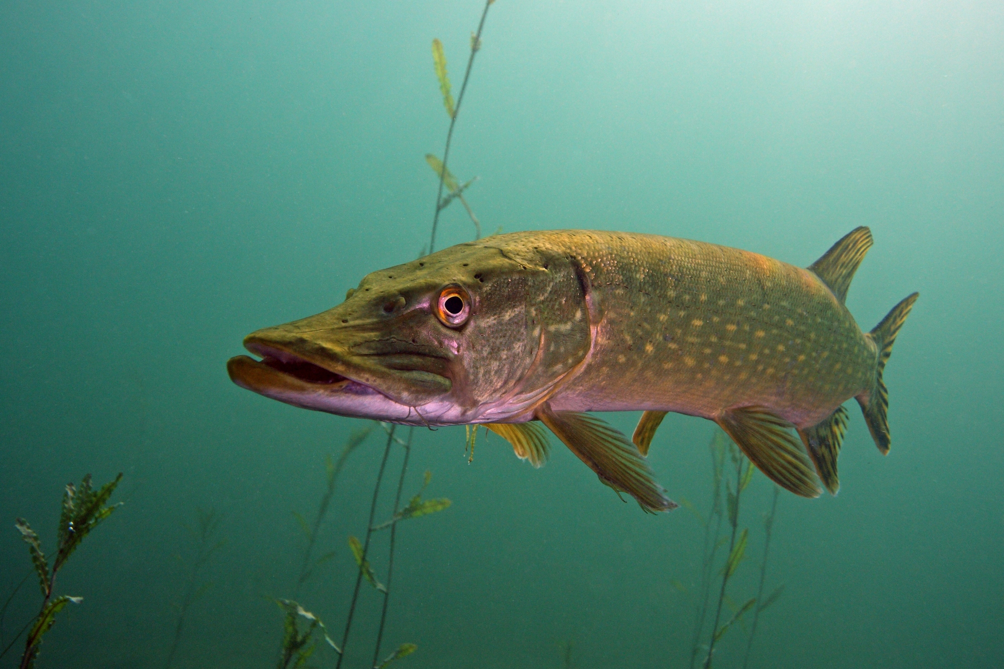 Esox lucius Linnaeus, 1758